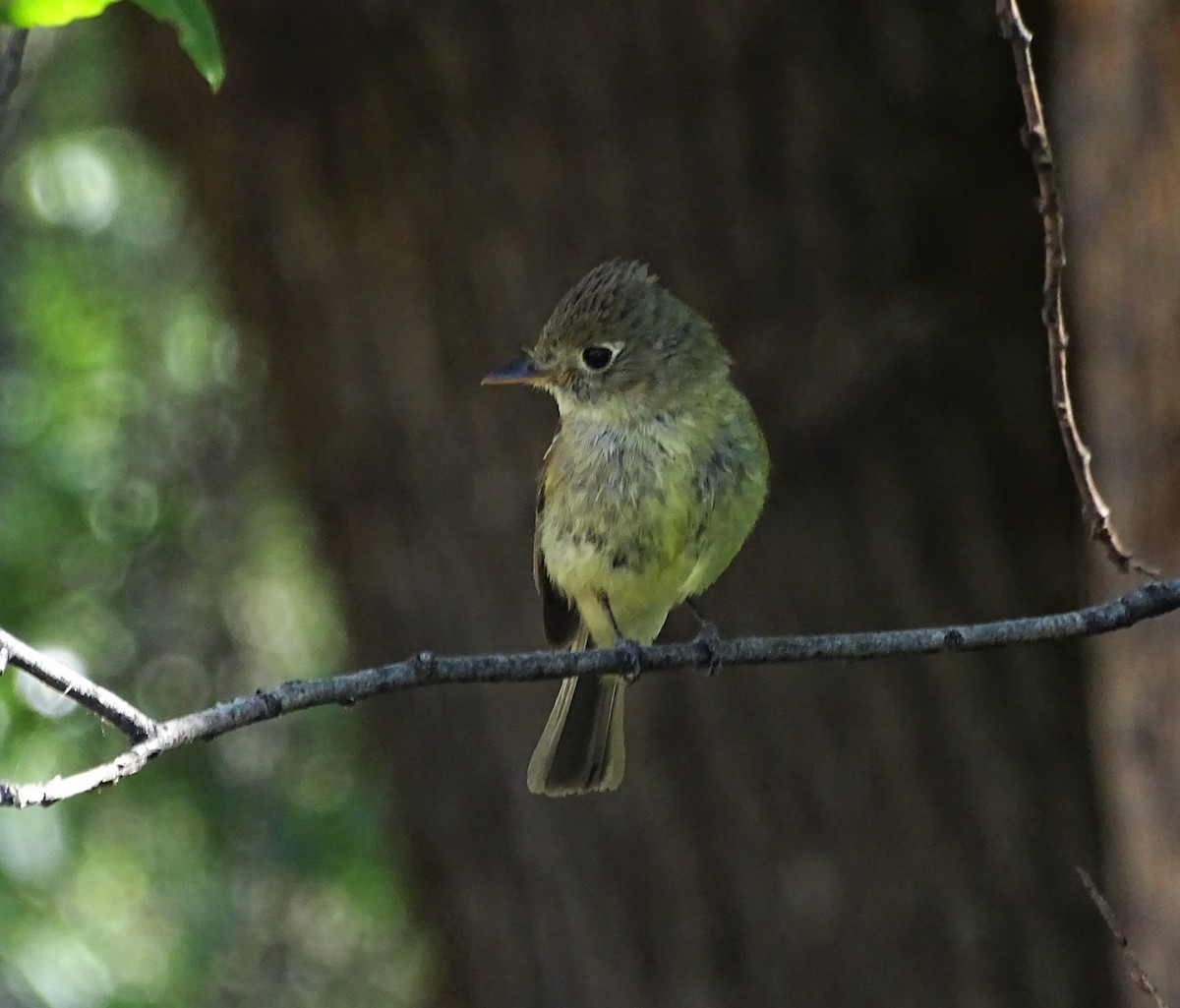 Western Flycatcher (Pacific-slope) - ML579270691