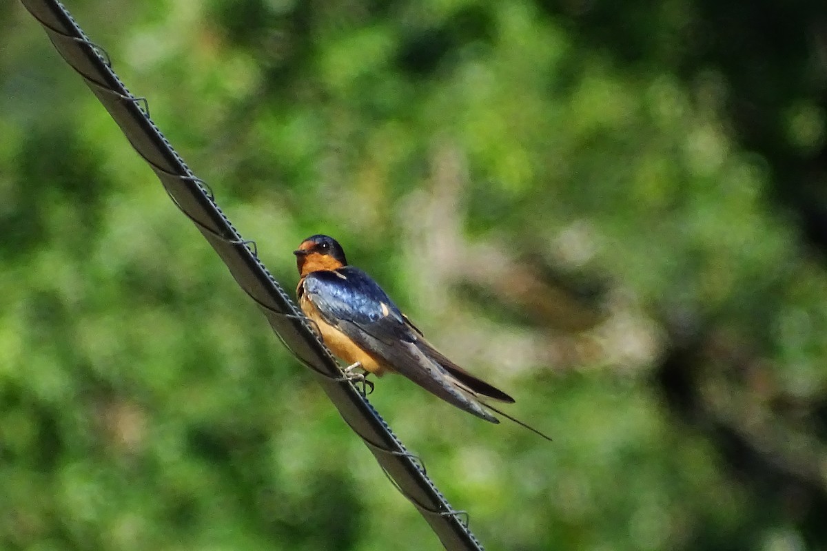 Barn Swallow - ML579270921