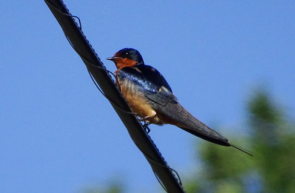 Barn Swallow - ML579270951