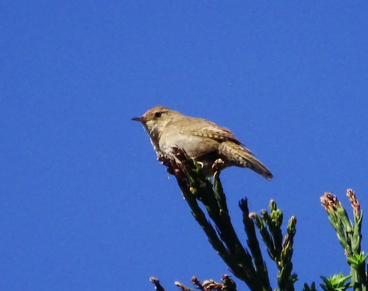 House Wren - ML579271031