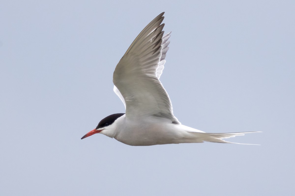 Common Tern - ML579271141