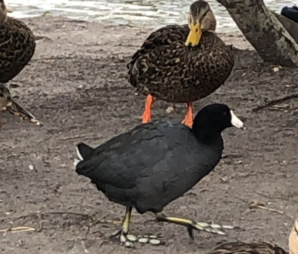 American Coot - ML579272341