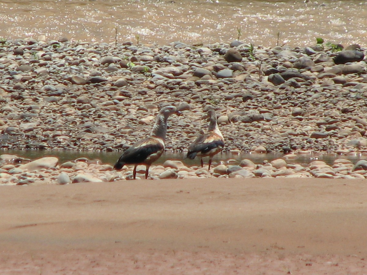 Orinoco Goose - Hugo Garcia-Soliz