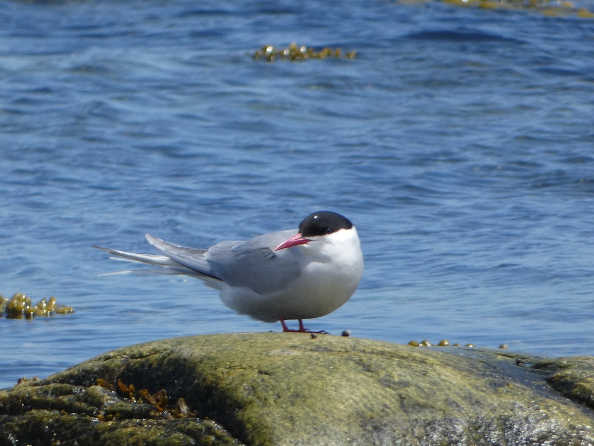 Arctic Tern - Marieta Manolova