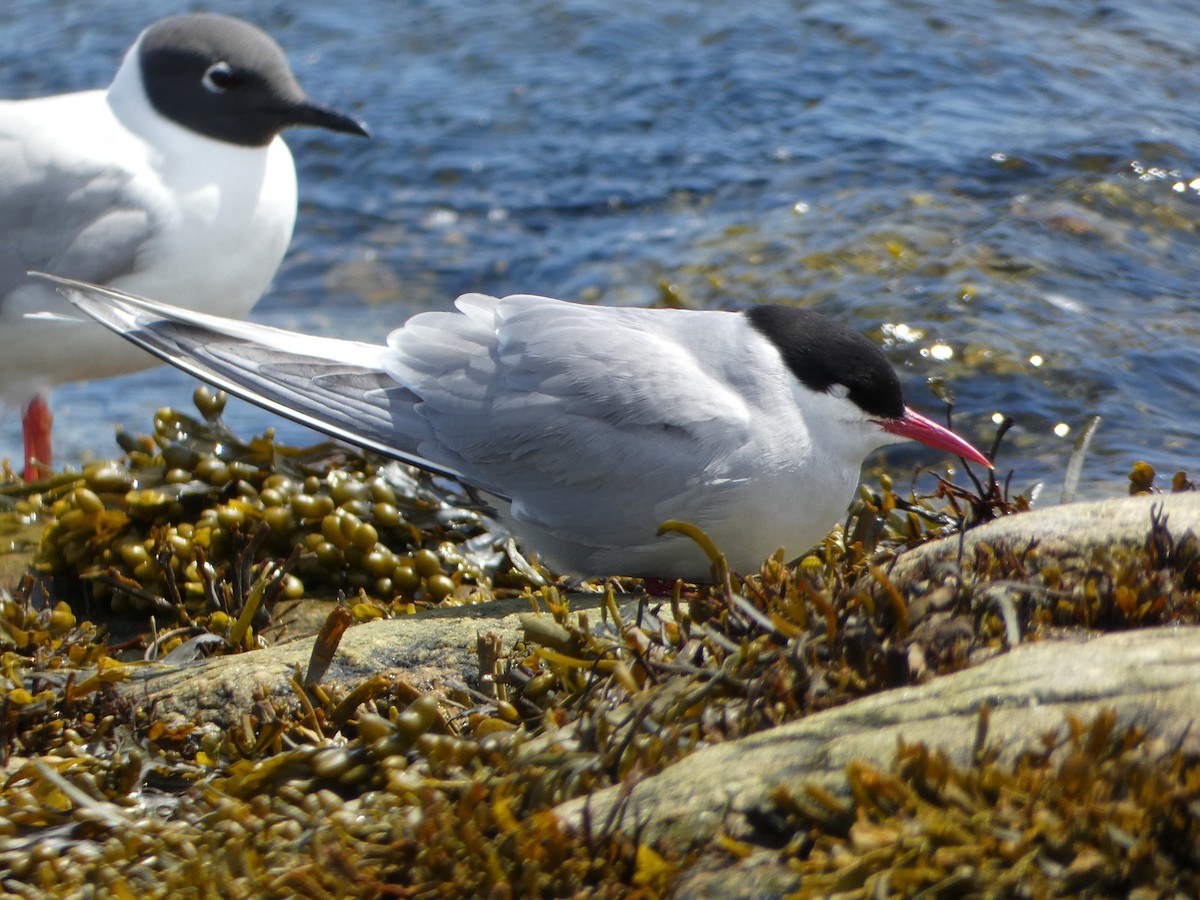 Arctic Tern - Marieta Manolova