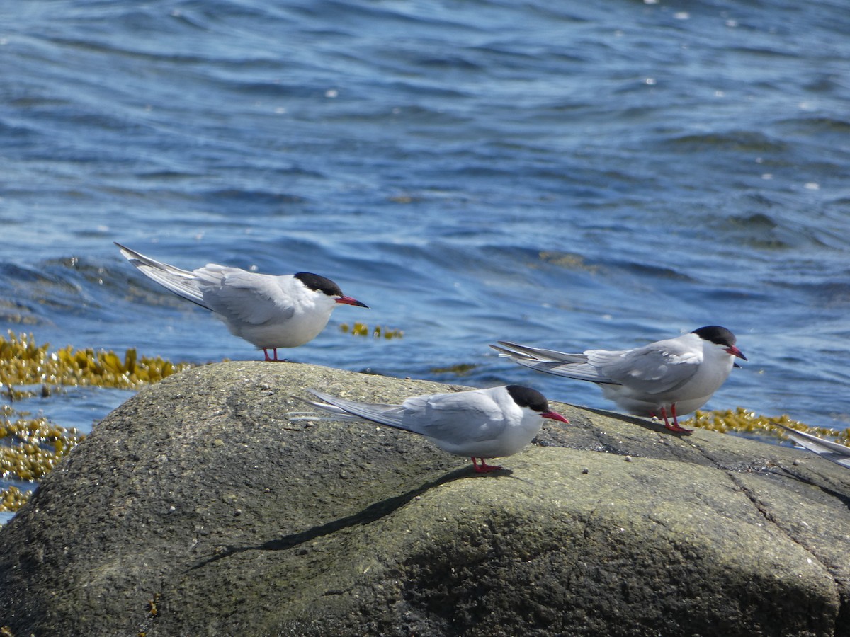 Arctic Tern - Marieta Manolova