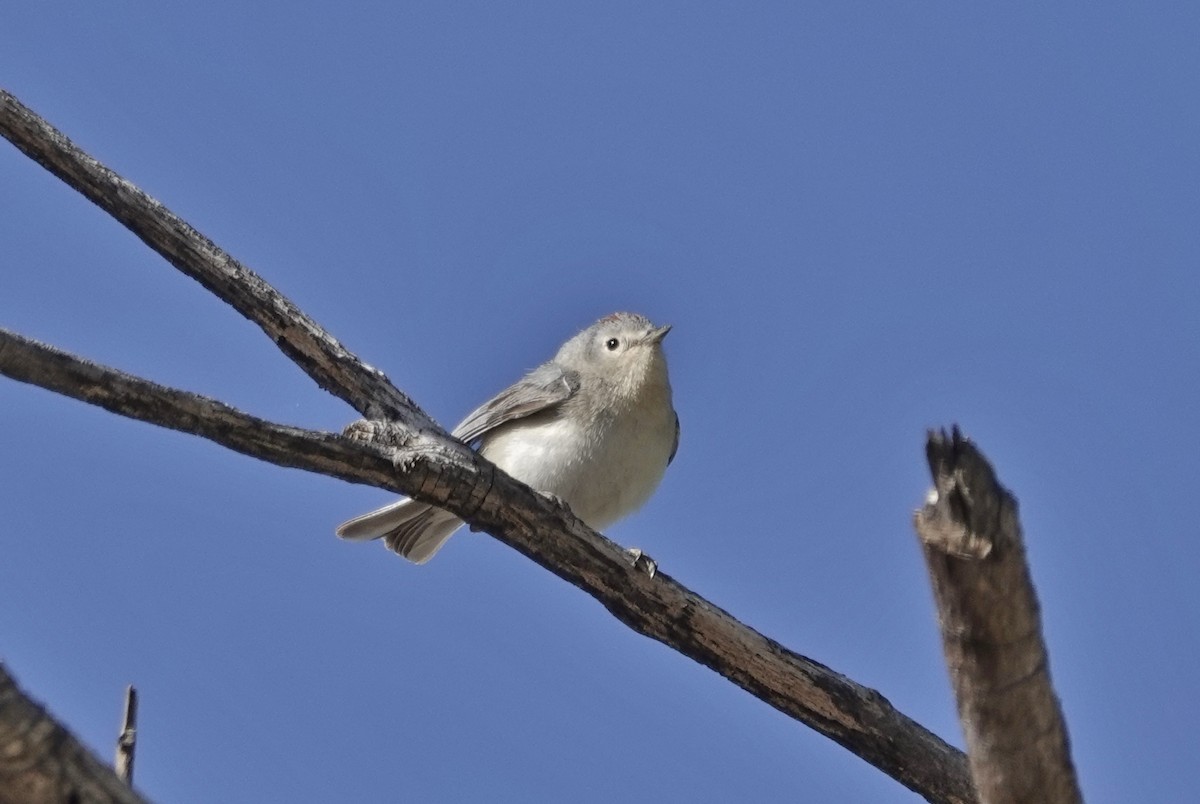 Lucy's Warbler - karen o'hearn