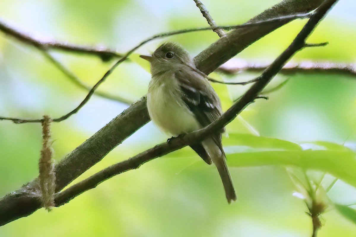 Acadian Flycatcher - ML579278121