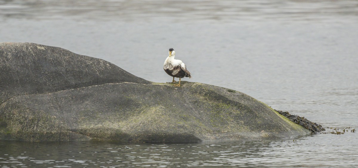 Common Eider - Francisco Pires
