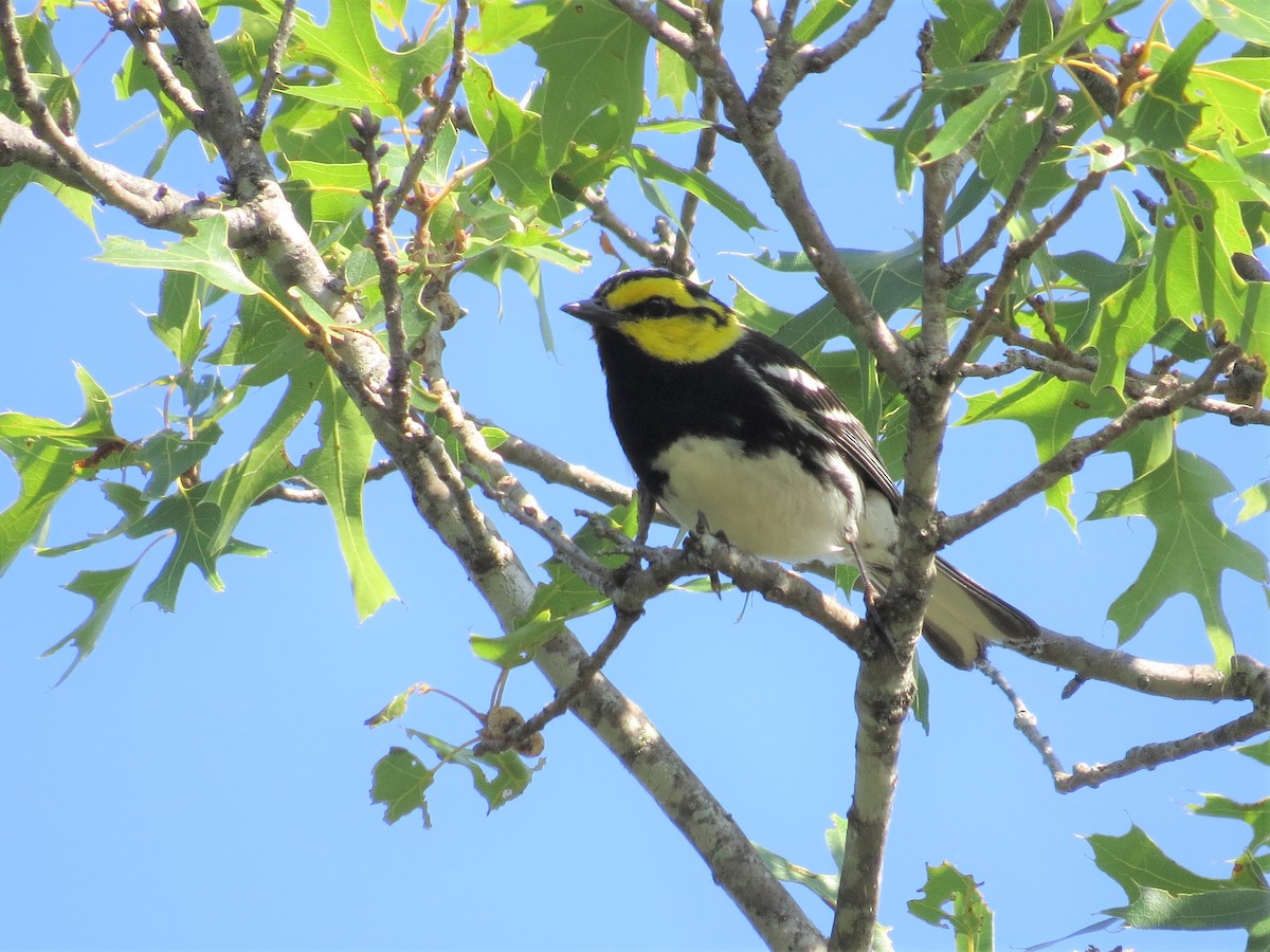 Golden-cheeked Warbler - ML579279031