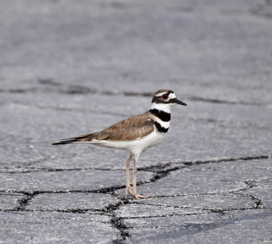 Killdeer - Matthew Lambert