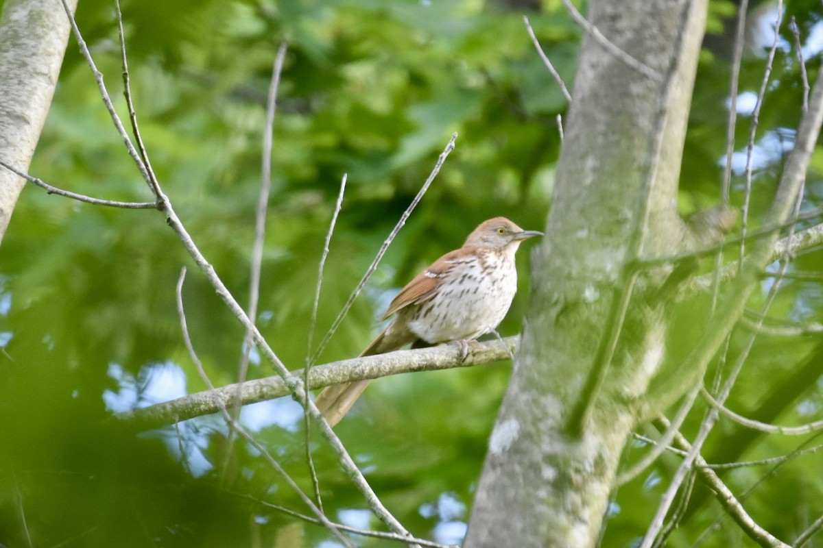 Brown Thrasher - ML579279251