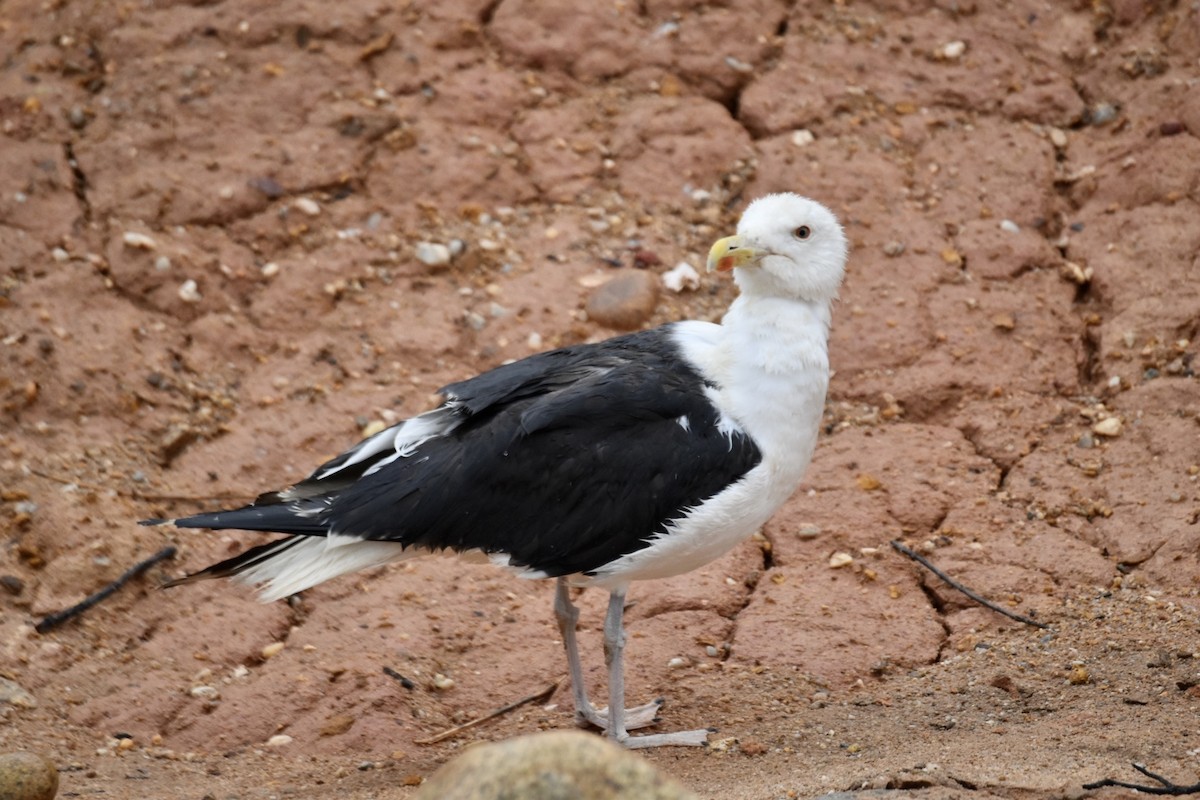 Great Black-backed Gull - ML579279781