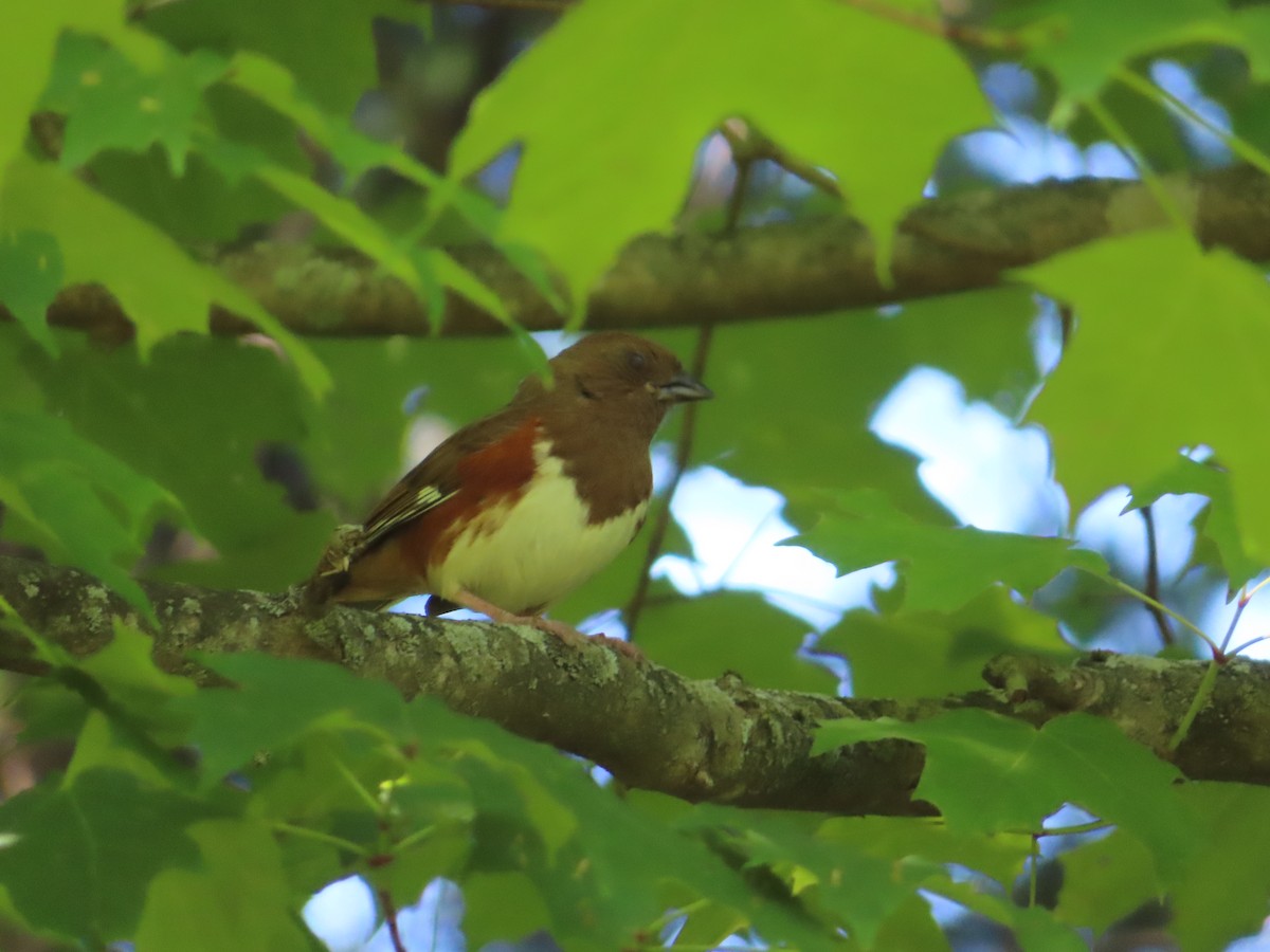 Eastern Towhee - ML579280921