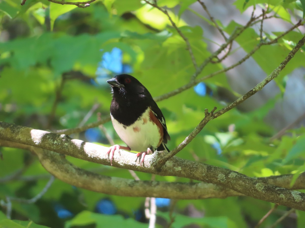 Eastern Towhee - ML579280931