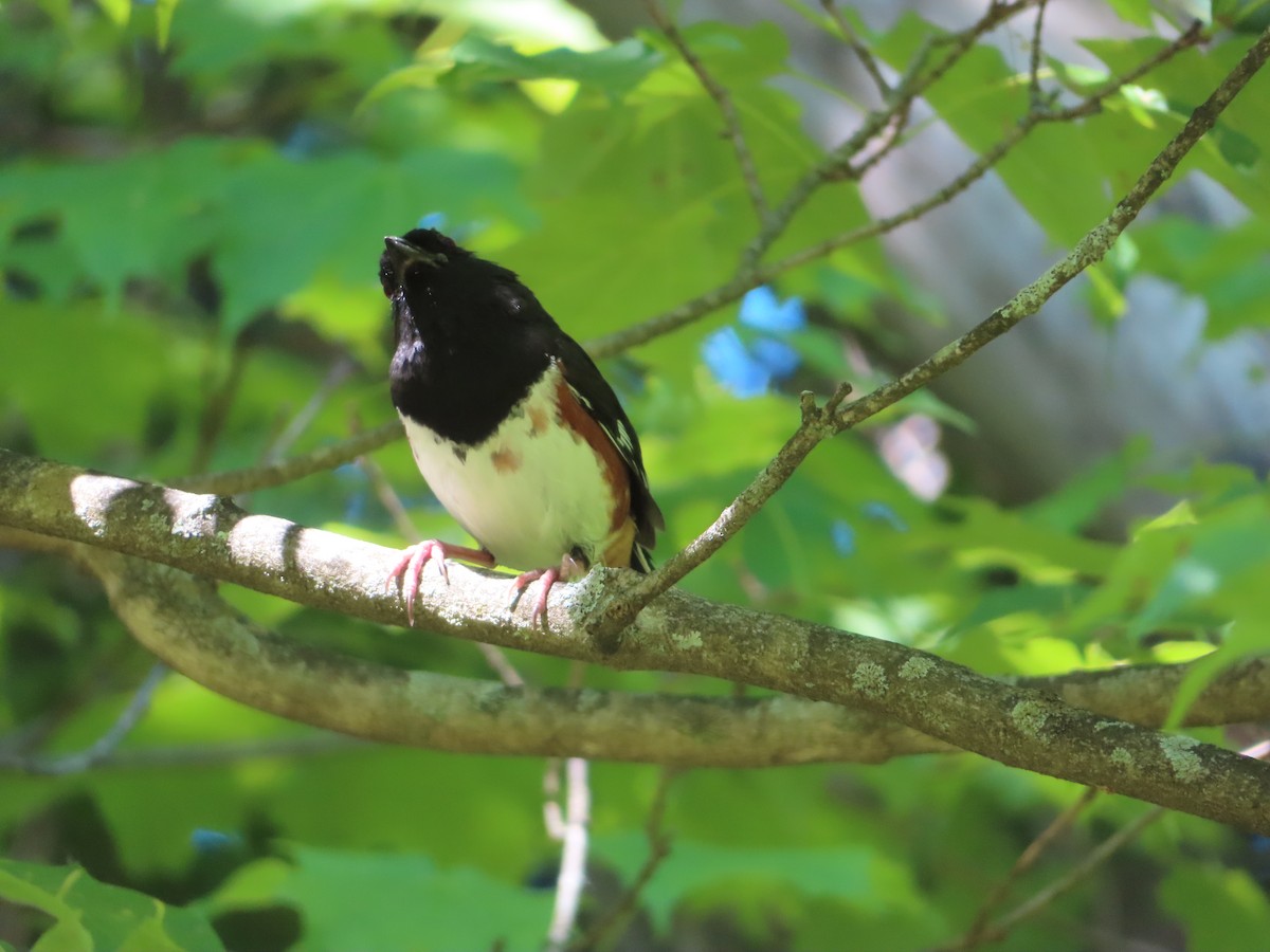 Eastern Towhee - ML579280941