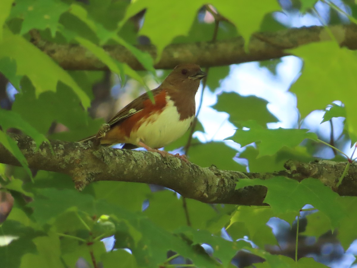 Eastern Towhee - ML579280961