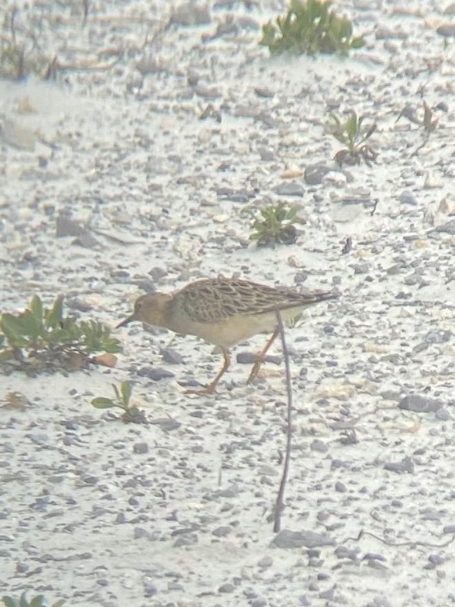 Buff-breasted Sandpiper - ML579281141