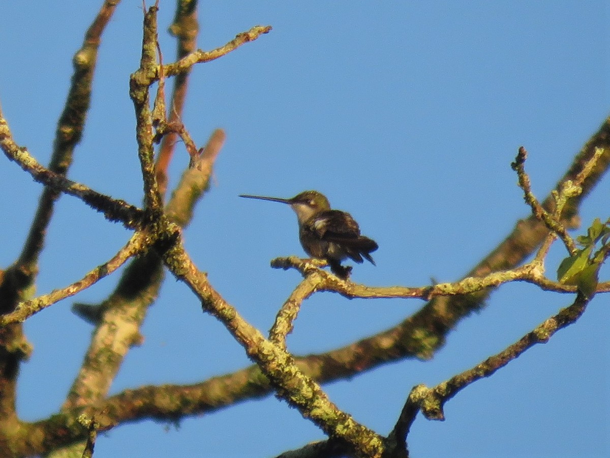 kolibřík fialovolímcový - ML579281431