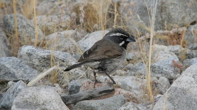 Bruant à gorge noire - ML579281601