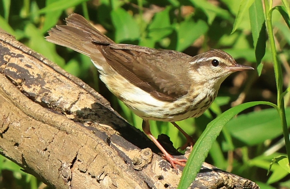 Paruline hochequeue - ML579281791