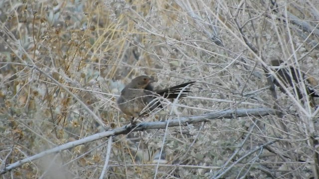 California Towhee - ML579282711