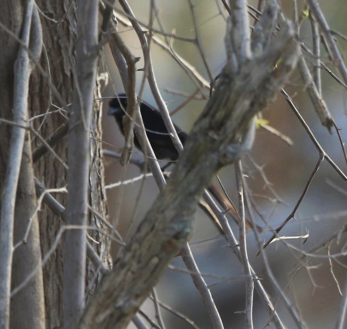 Black Drongo - ML579283211