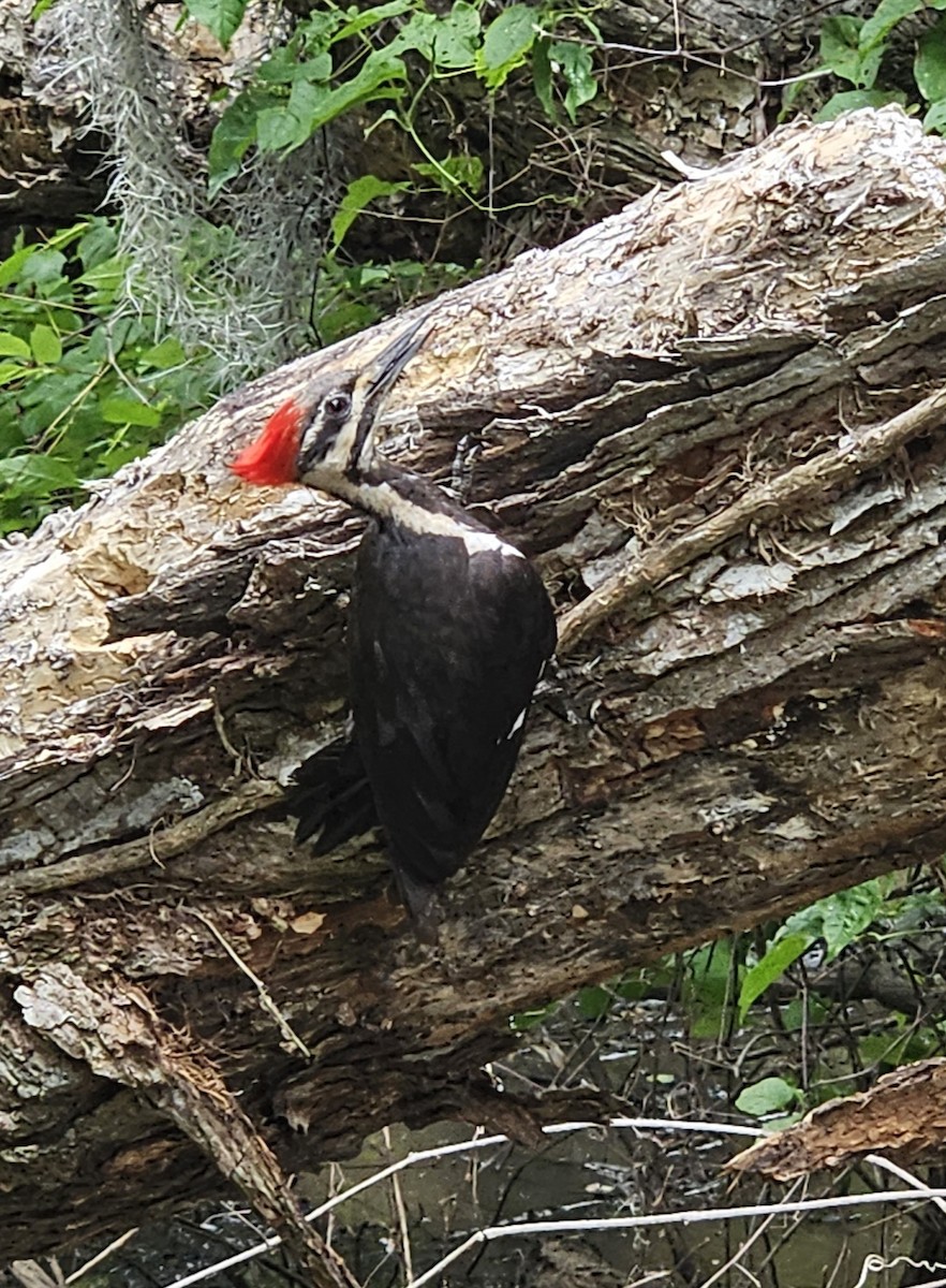 Pileated Woodpecker - ML579283601