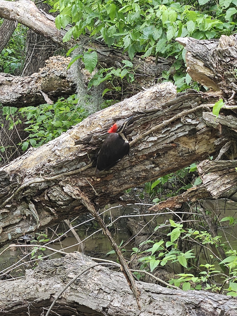 Pileated Woodpecker - ML579283621