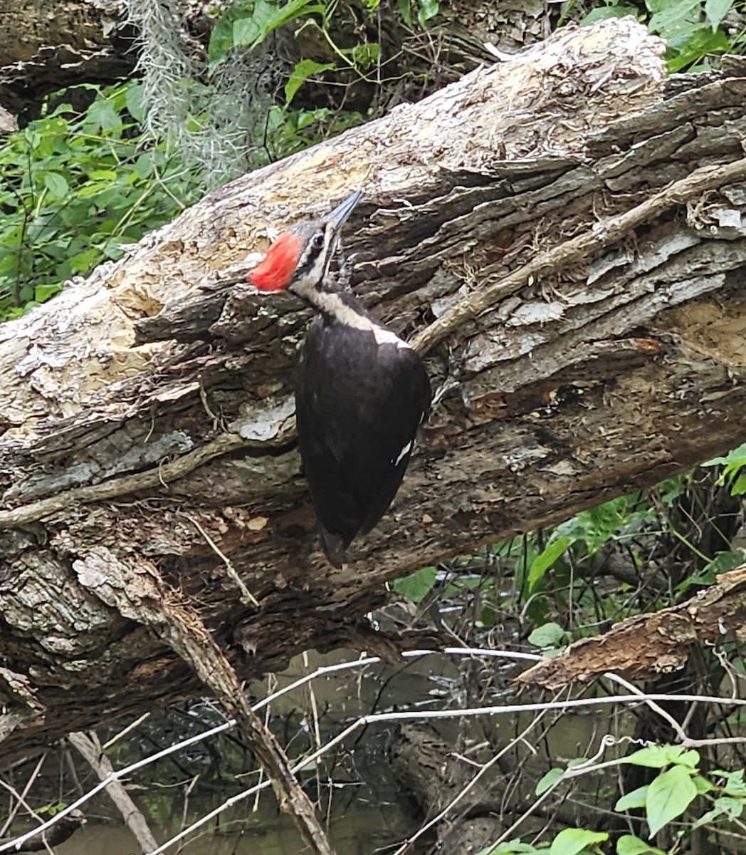 Pileated Woodpecker - ML579284751