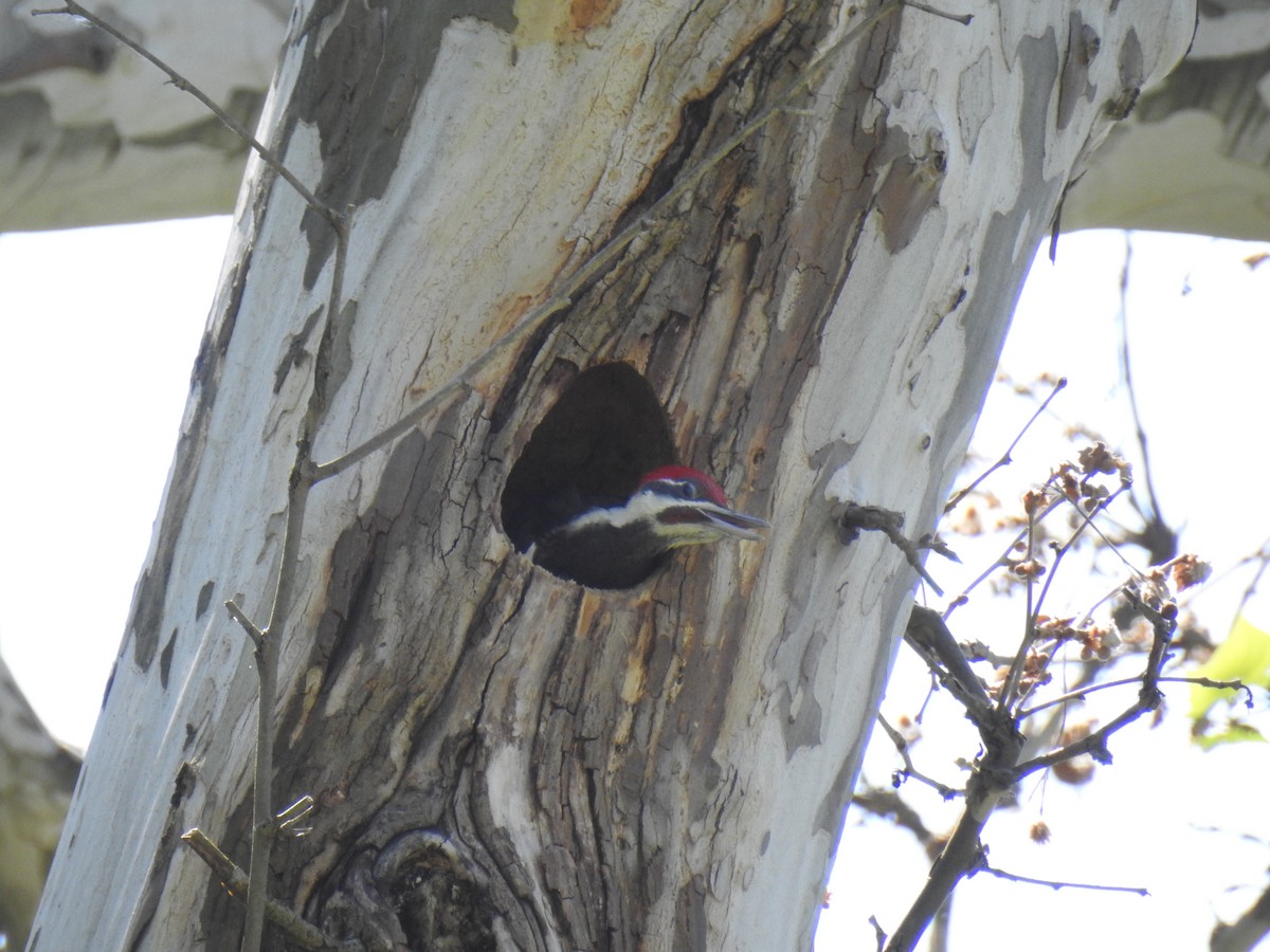 Pileated Woodpecker - ML579285391