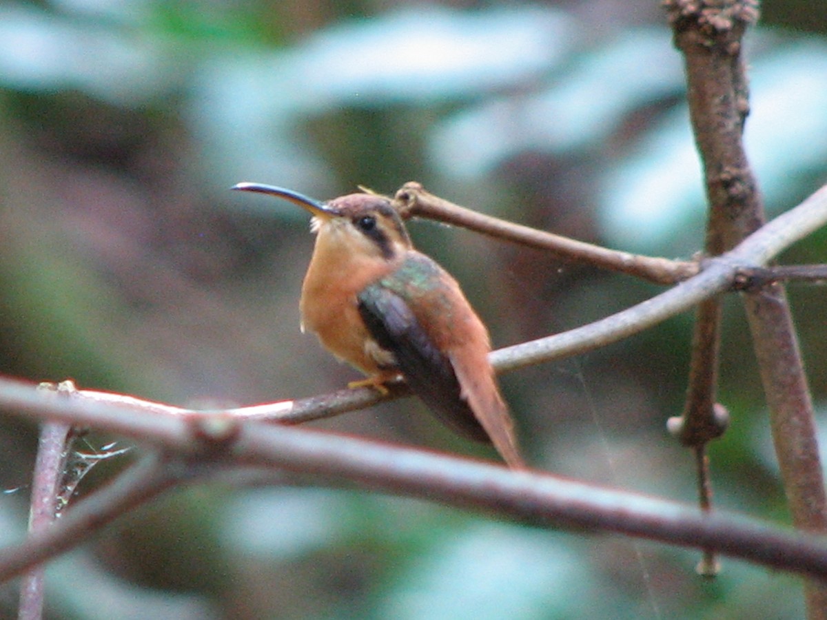 kolibřík malý - ML579285401