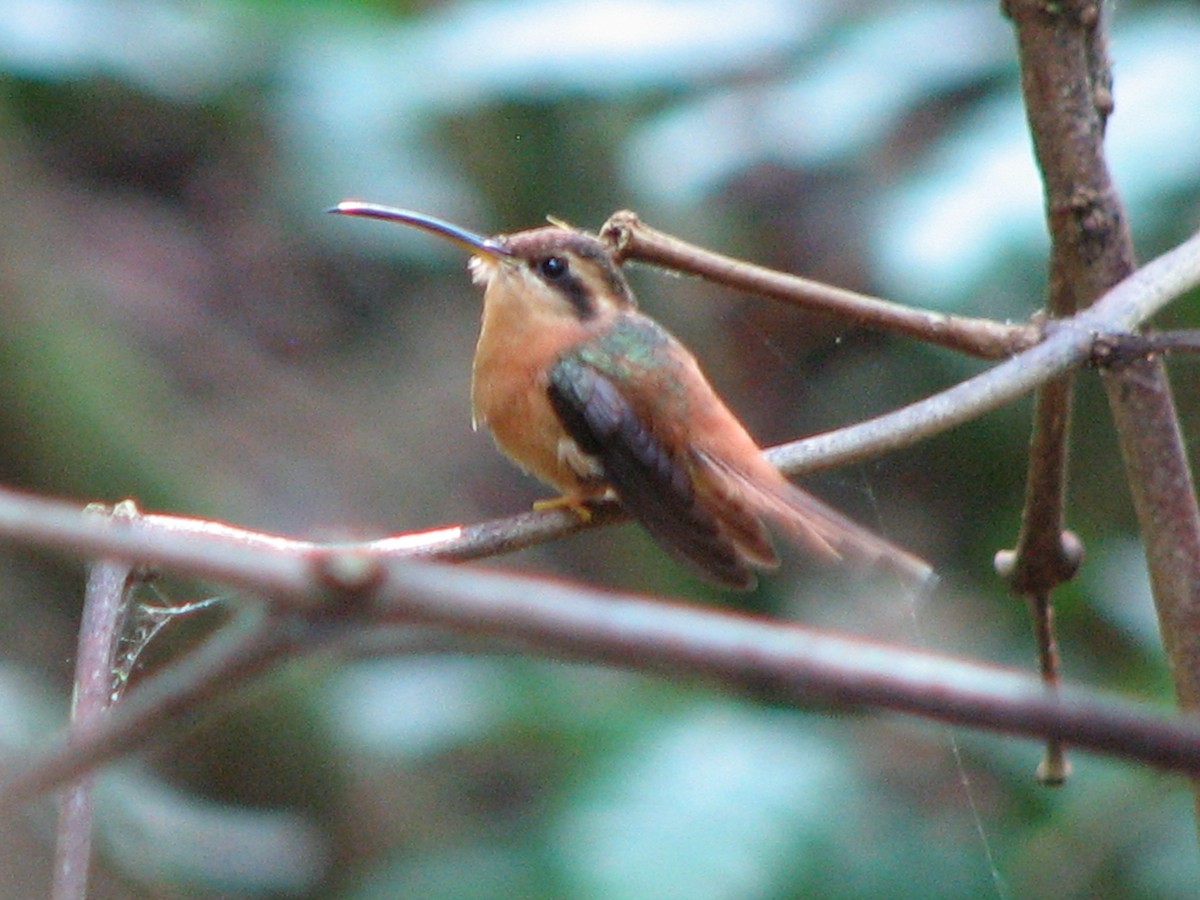 Reddish Hermit - Hugo Garcia-Soliz