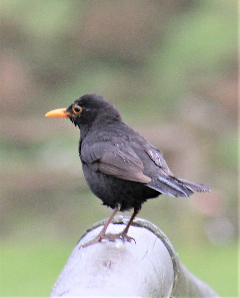 Eurasian Blackbird - ML579286031