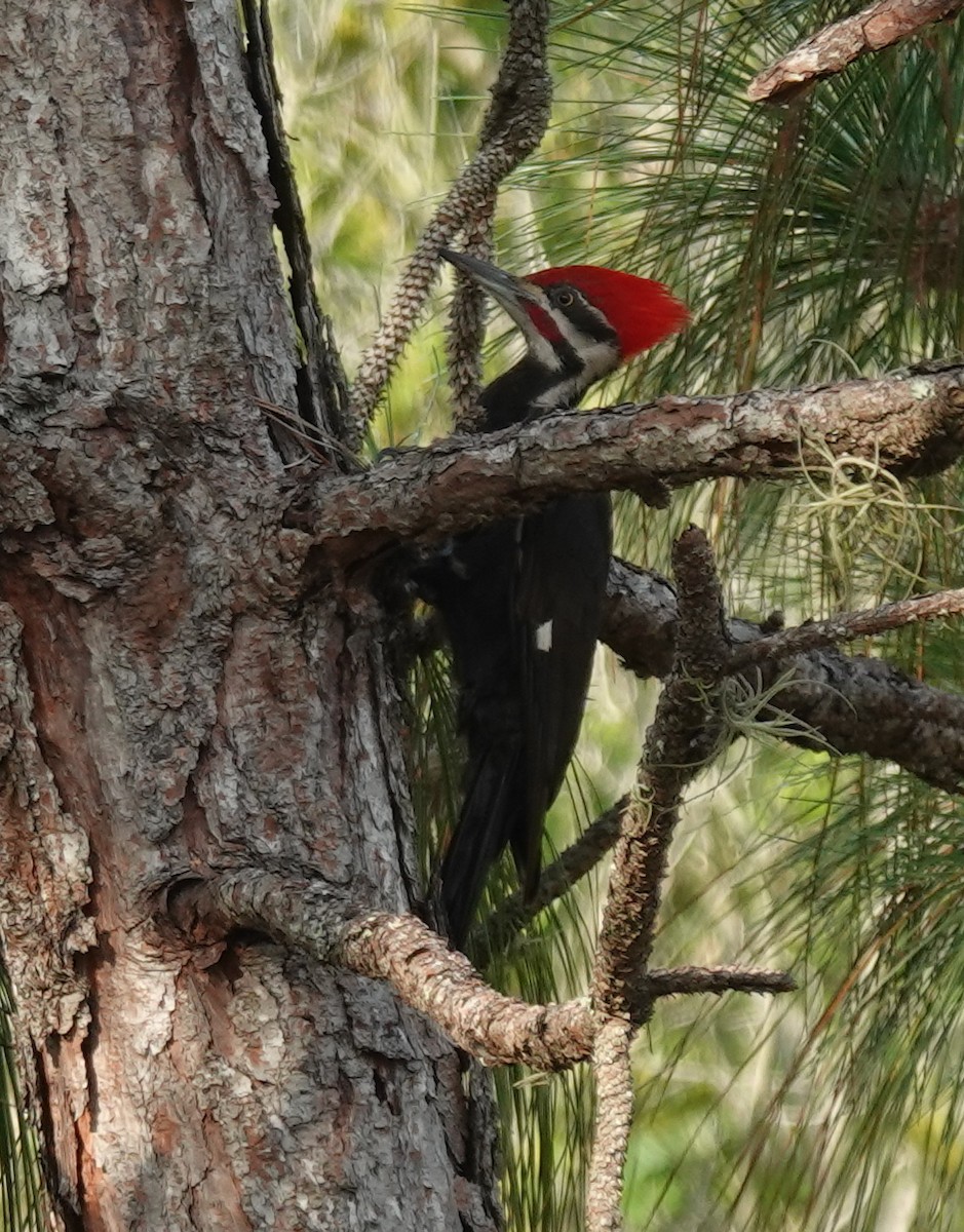 Pileated Woodpecker - Lilian Saul