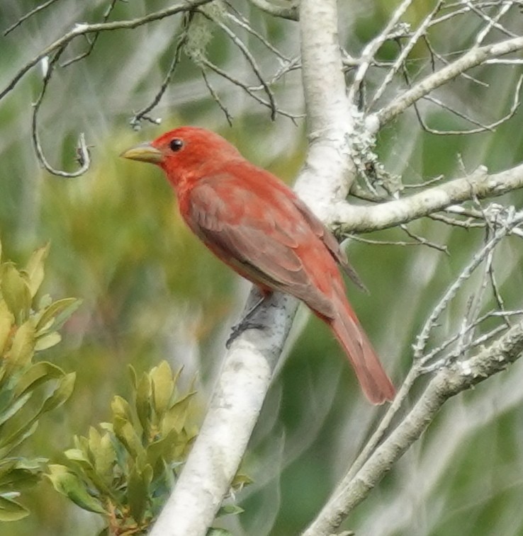 Piranga Roja - ML579287191