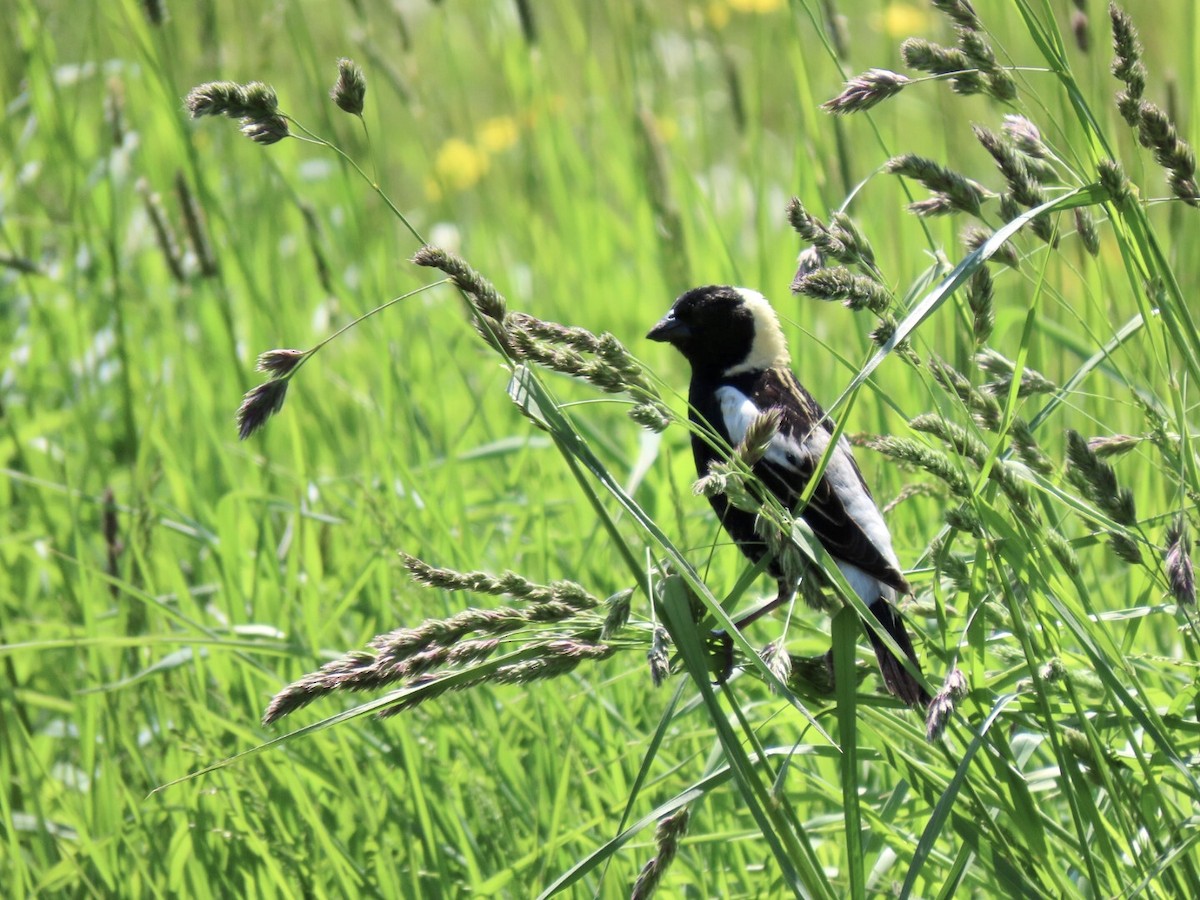 bobolink americký - ML579287281