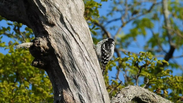 Downy Woodpecker - ML579288081