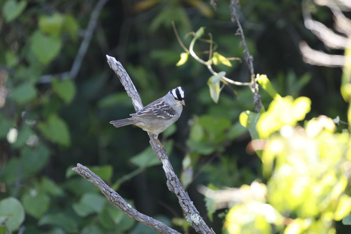 White-crowned Sparrow (Dark-lored) - Mike Collins