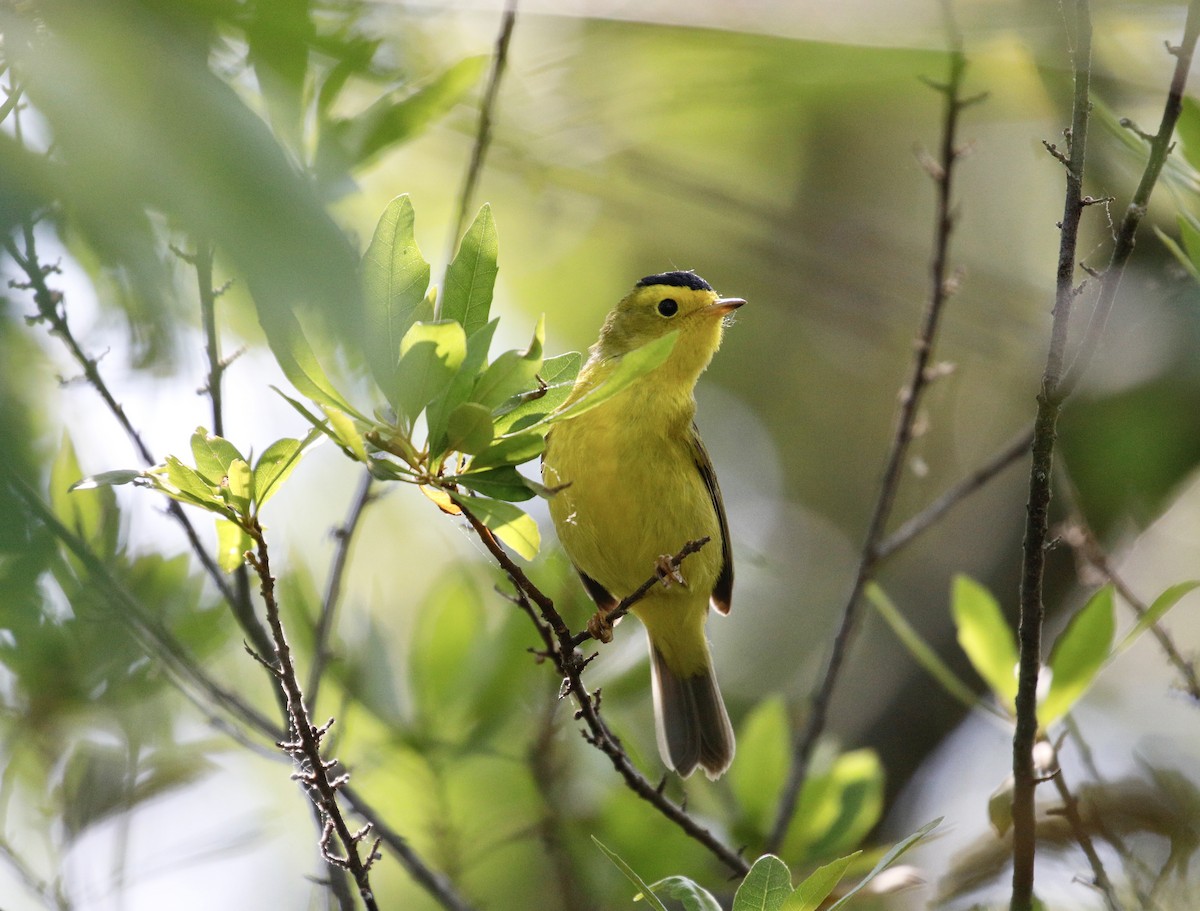 Wilson's Warbler - Mike Collins