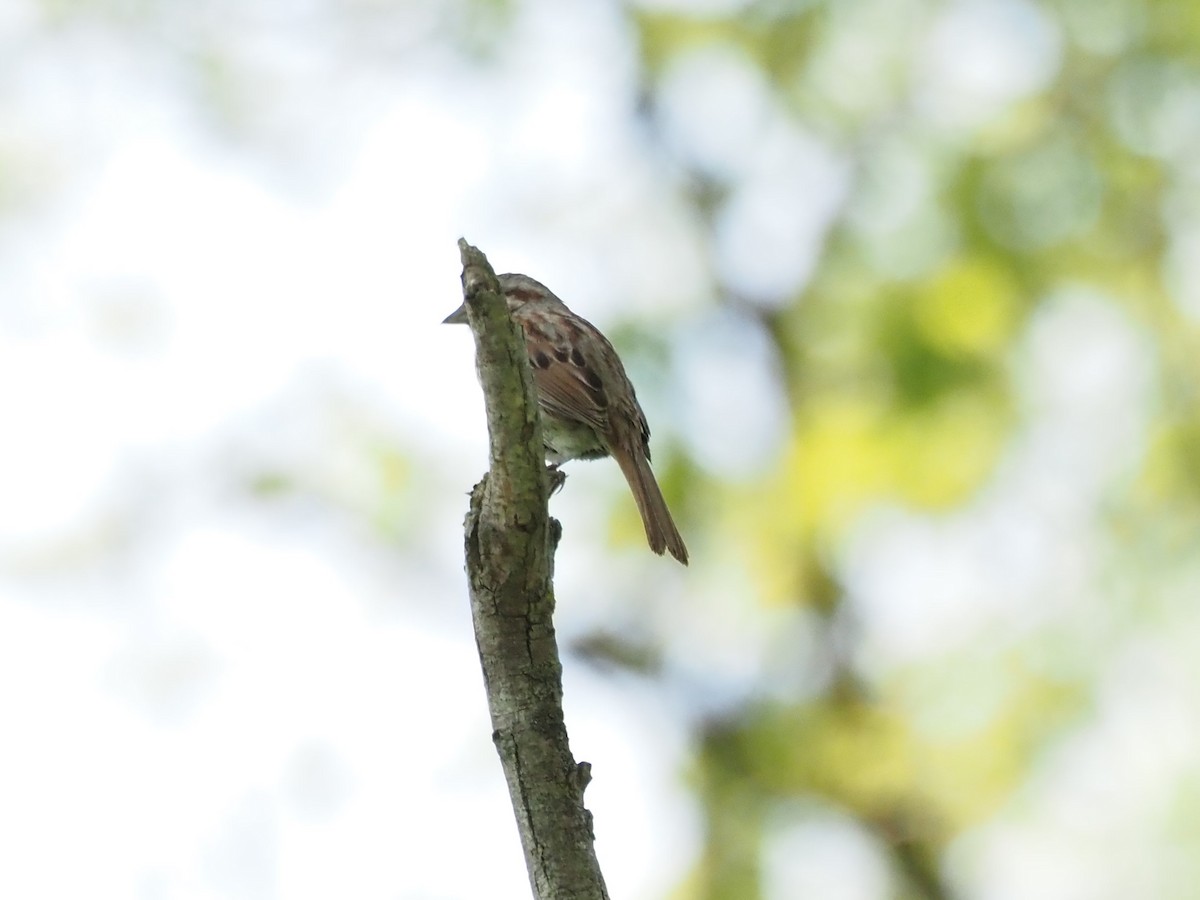Song Sparrow - ML579289441