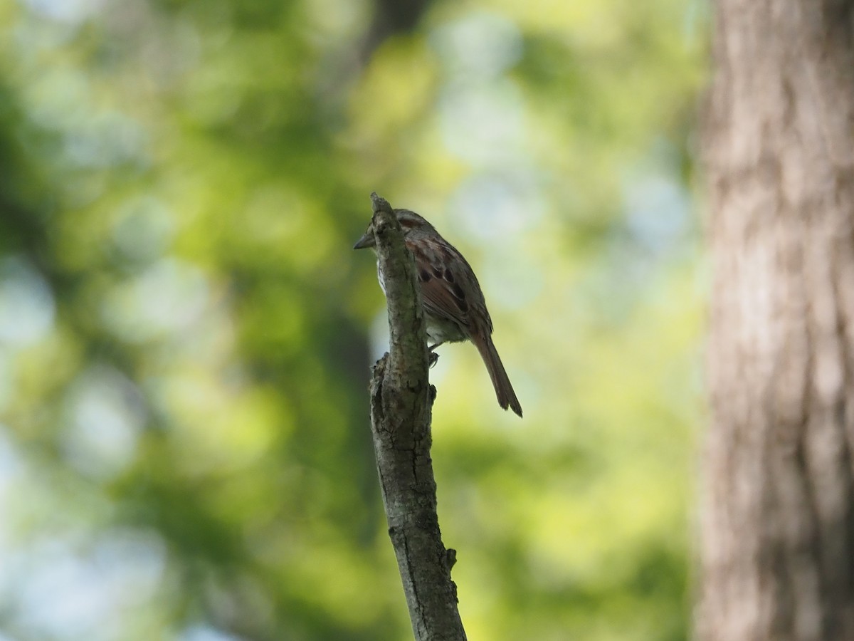 Song Sparrow - ML579289451