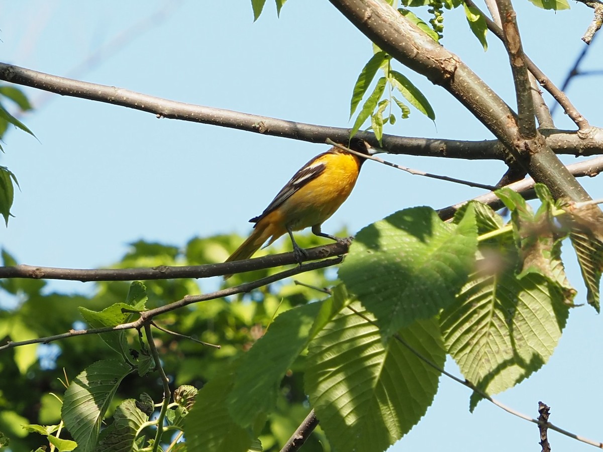 Baltimore Oriole - ML579289521