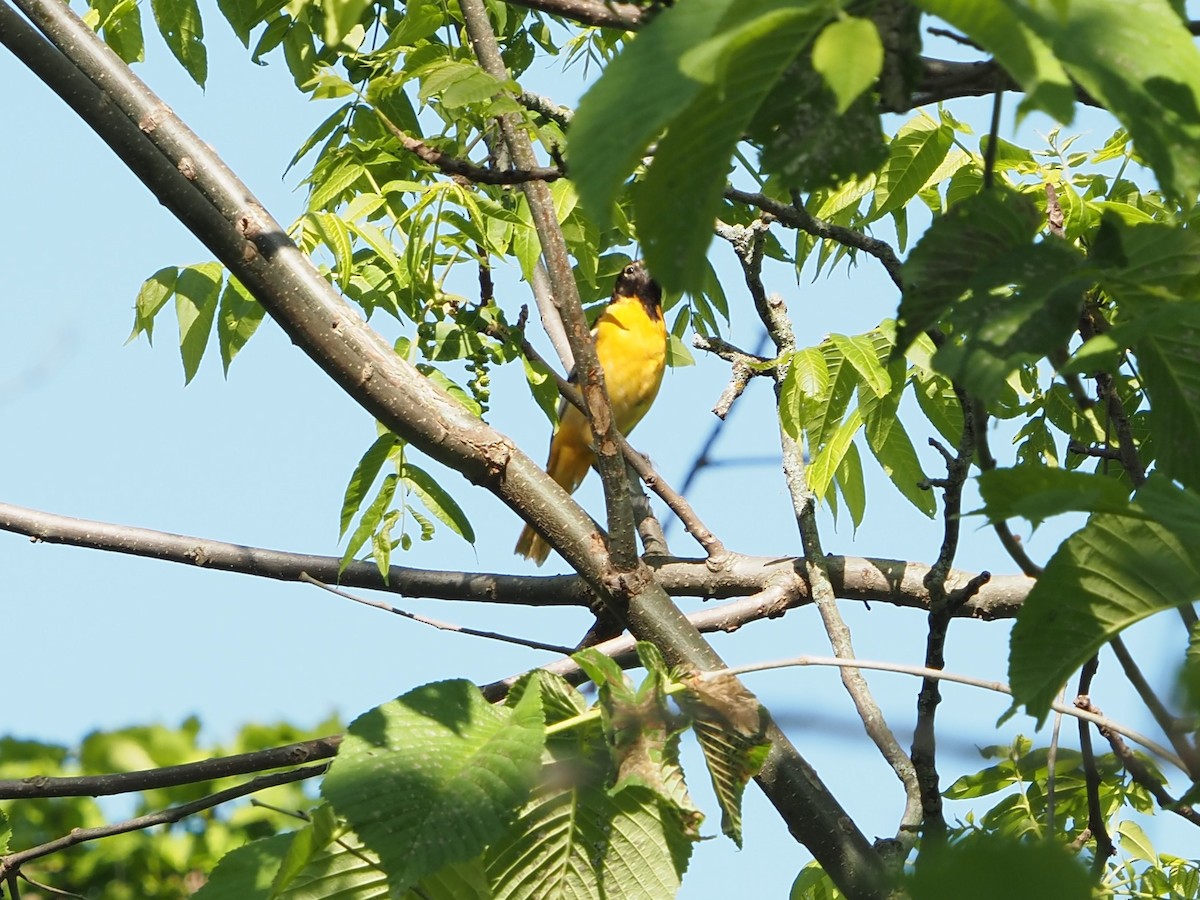 Baltimore Oriole - ML579289531