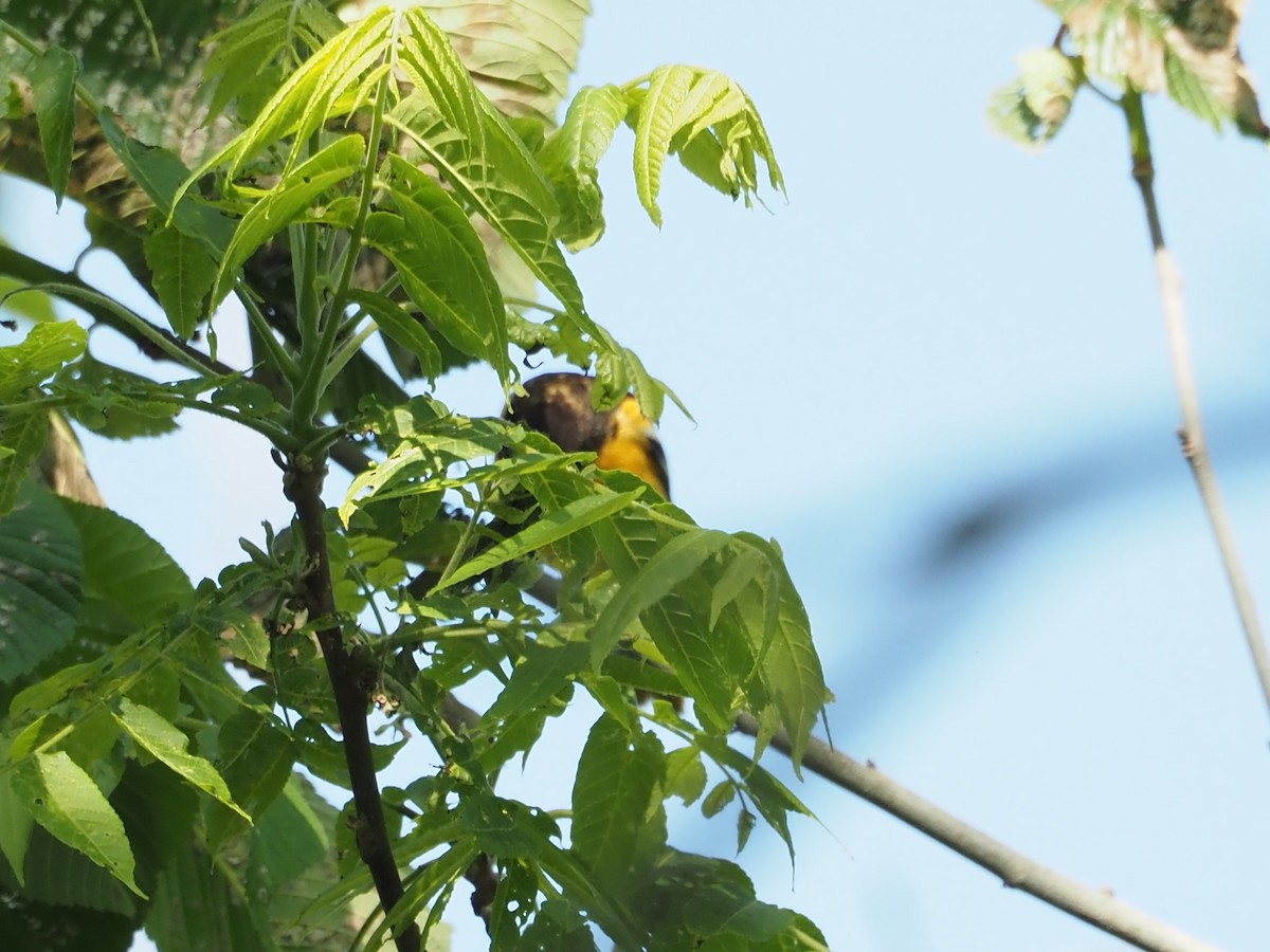 Baltimore Oriole - ML579289541