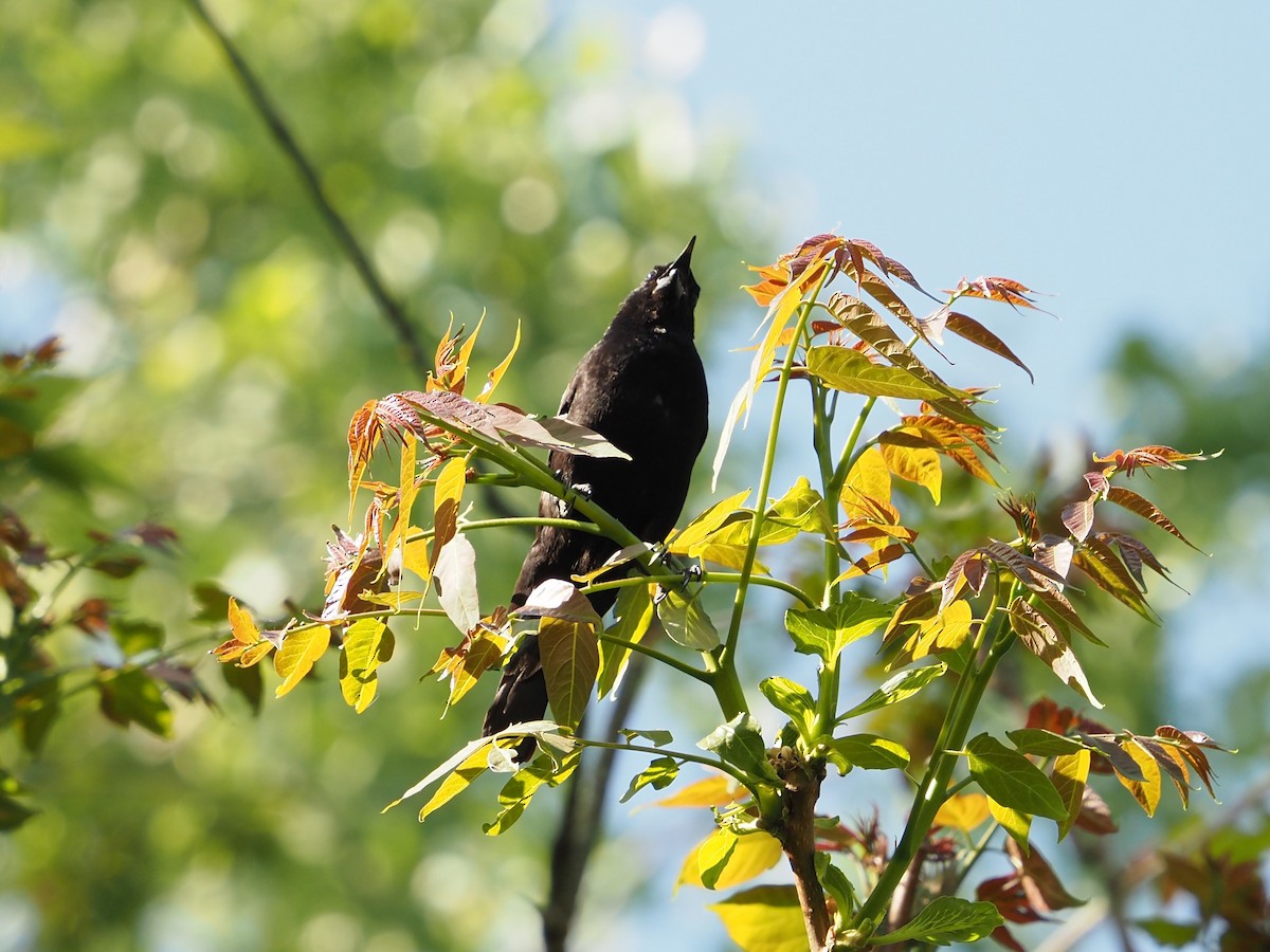 Red-winged Blackbird - ML579289591