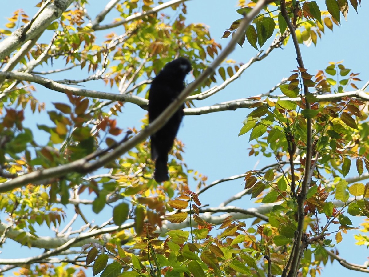 Red-winged Blackbird - ML579289601