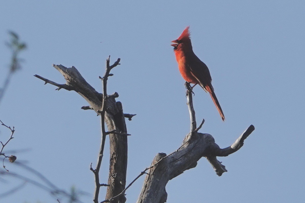 Northern Cardinal - Alena Capek