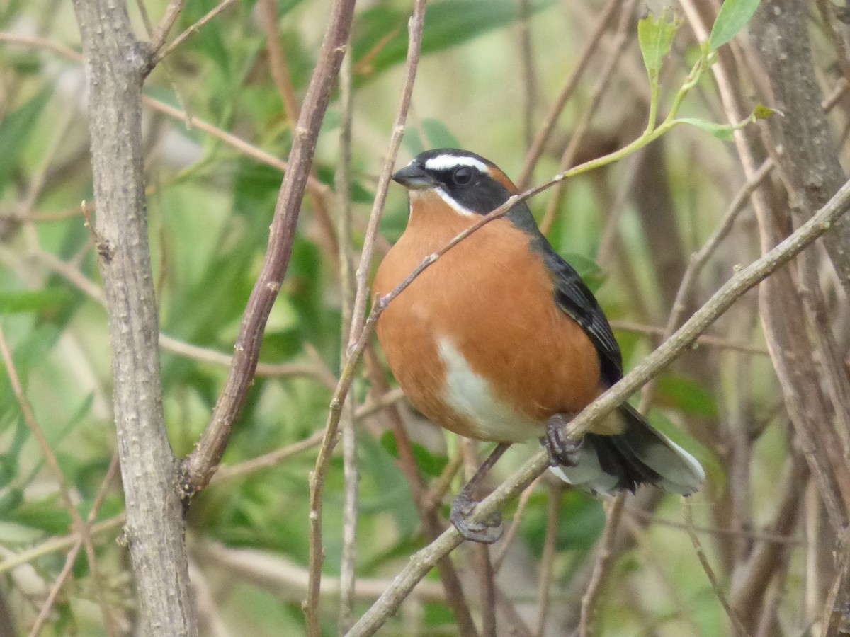 Black-and-rufous Warbling Finch - ML57929031