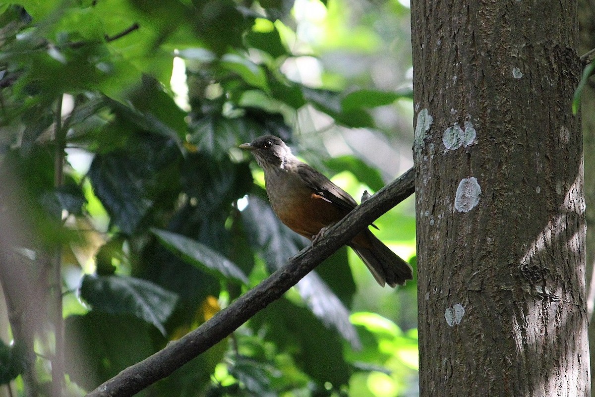 Rufous-bellied Thrush - ML579290731